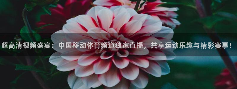 鲸鱼tv官网：超高清视频盛宴：中国移动体育频道独家直播，共享运动乐趣与精彩赛事！