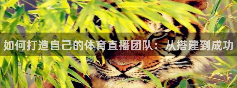 cc68tv鲸鱼体育：如何打造自己的体育直播团队：从搭建到成功